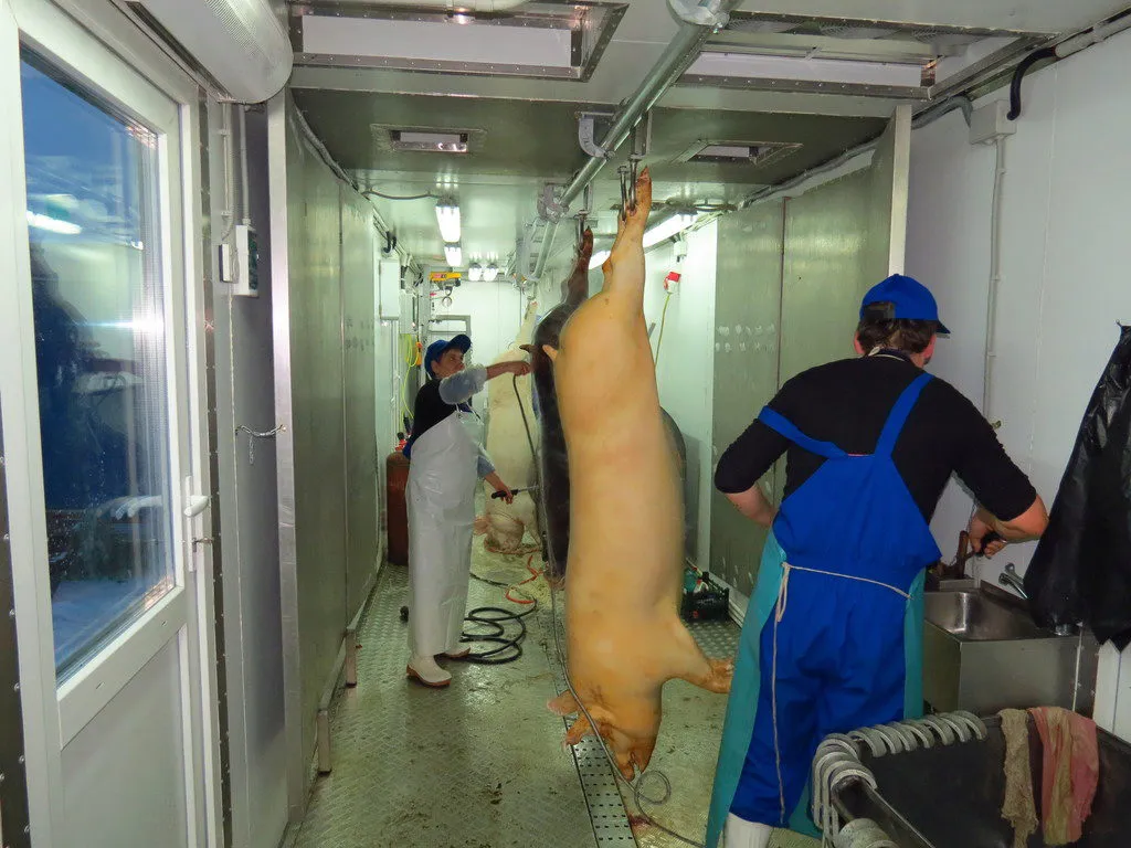 мобильная контейнерная бойня для свиней в Курске 2