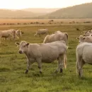 В Курской области за 2021 год стадо крупного рогатого скота выросло на 6 тысяч голов