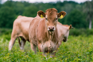 Курская область в 2022 г. планирует увеличить производство молока и мяса почти на 4%