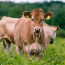 Курская область в 2022 г. планирует увеличить производство молока и мяса почти на 4%
