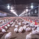 В Курской области выявлены новые очаги птичьего гриппа