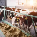 Обстрелы Курской области: в животноводческом комплексе убиты более 20 коров